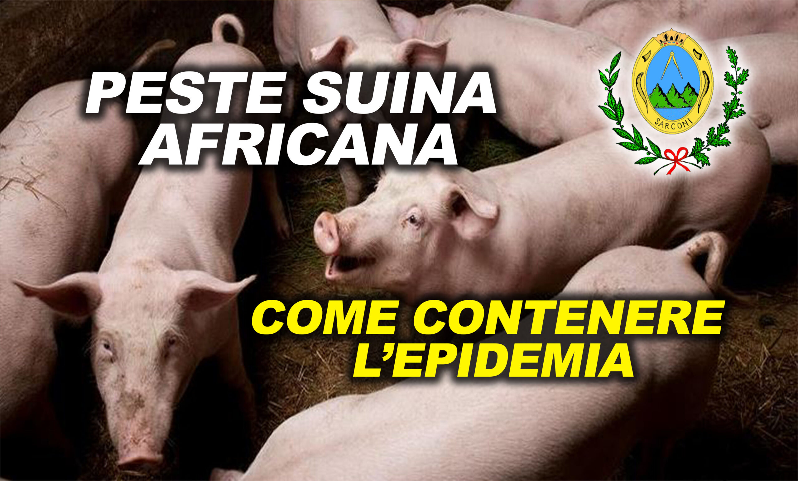 peste-suina